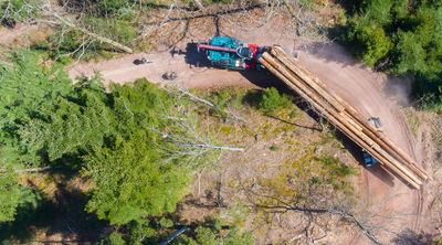 Luftaufnahme eines Langholzzugs, der große Baumstämme auf einer unbefestigten Straße durch einen dichten Wald transportiert.
